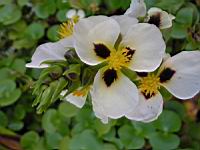 Regnellidium diphyllum (fam Marsileacees) (Am. sud) (Parc de la tete d'or) (4) (Photo F. Mrugala)